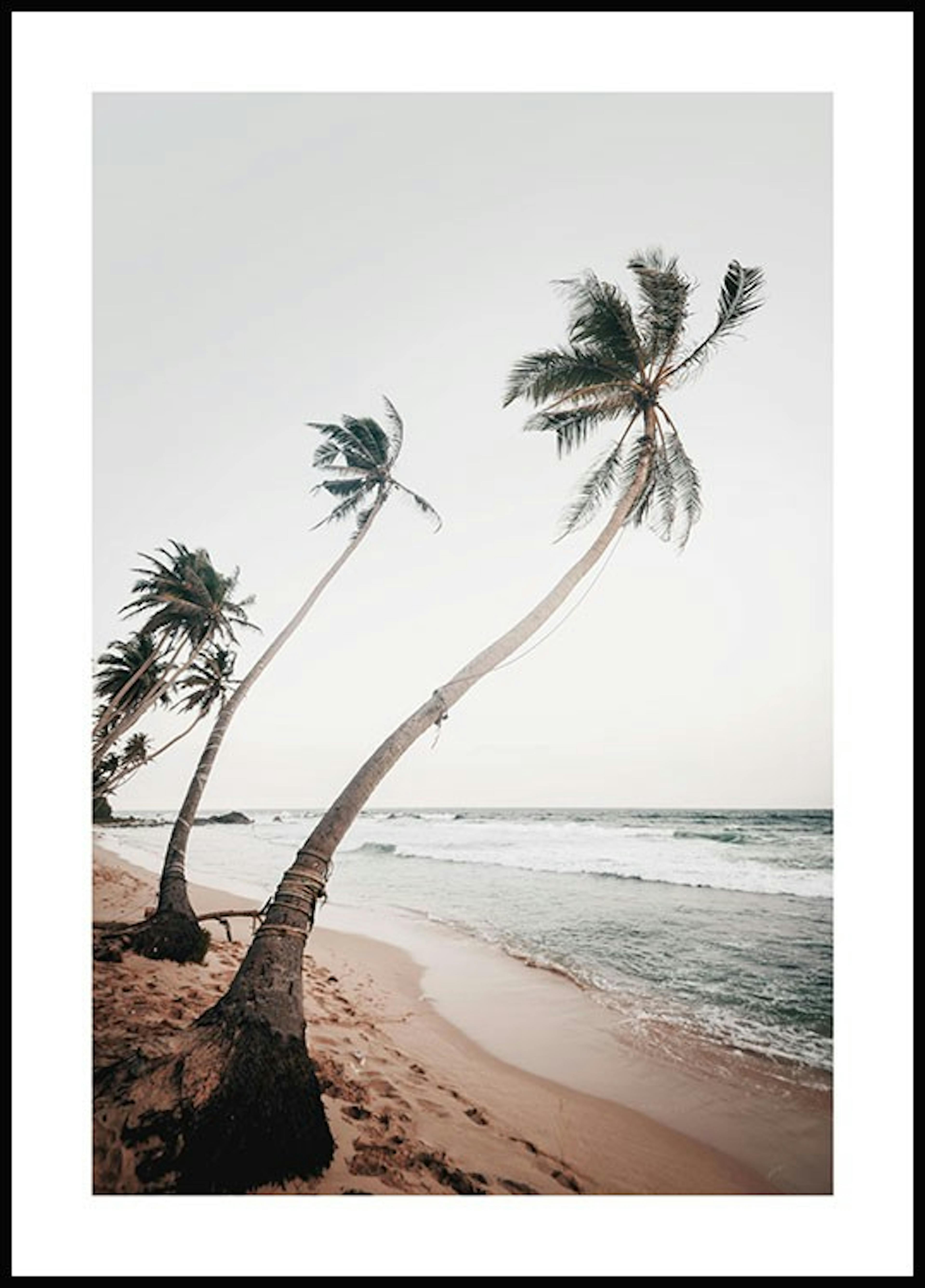 Sri Lanka Palms Poster thumbnail