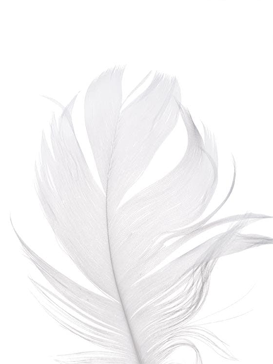 白い鳥の羽 ポスター 0