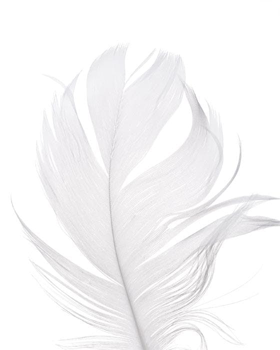 White Feather Plakat 0