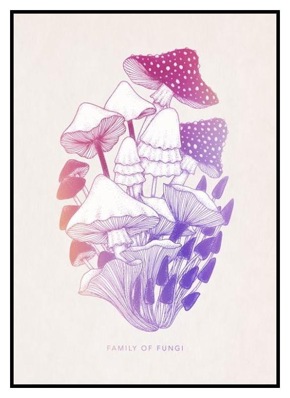 Rodzina grzybów Plakat (50x70 cm) - Poster Store