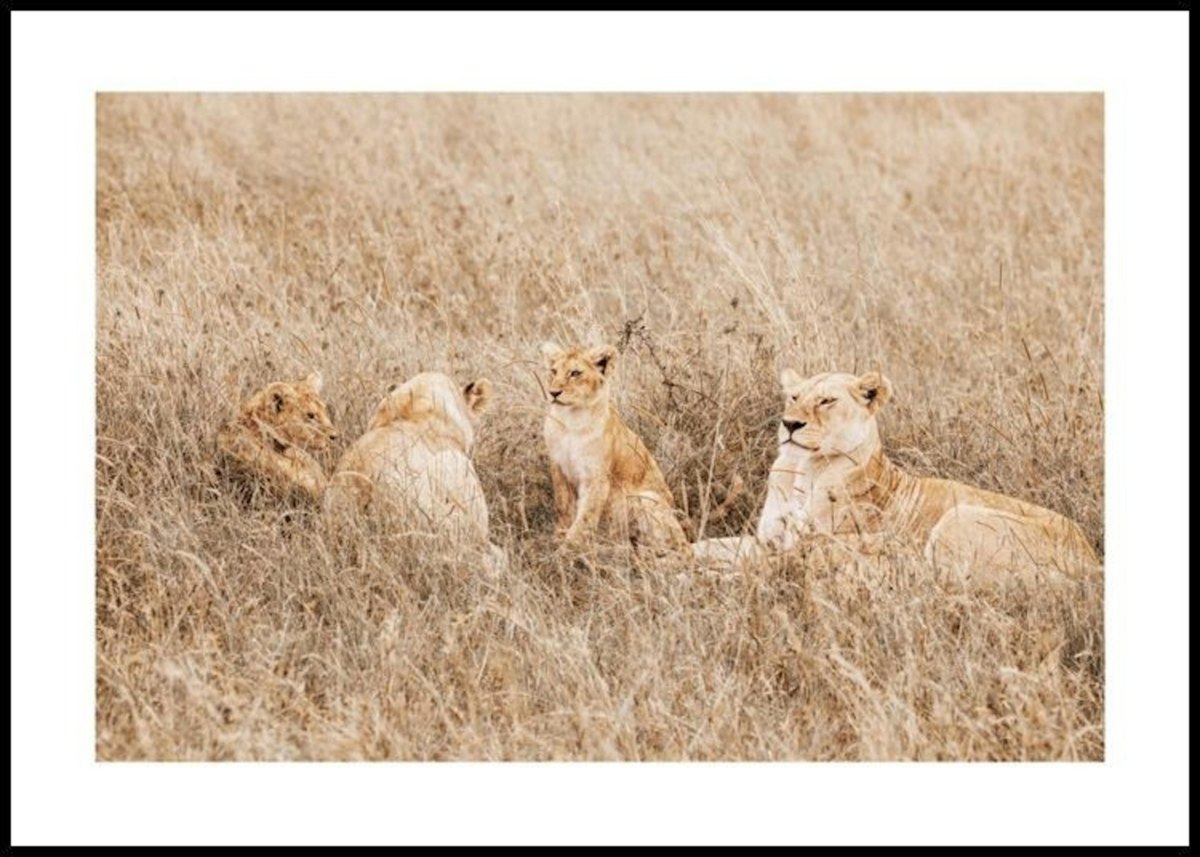 Familia de Leones Pacífica Póster thumbnail