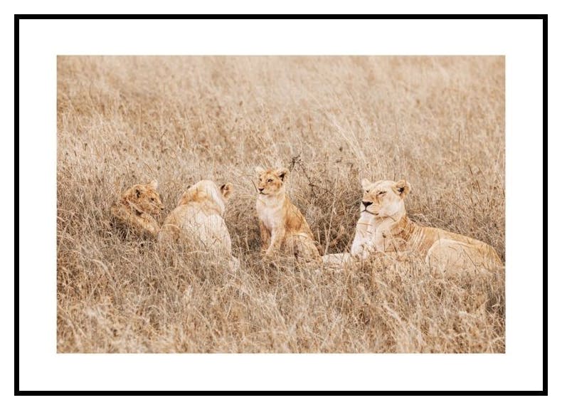 Peaceful Lion Family Poster (50x70 cm) - Poster Store