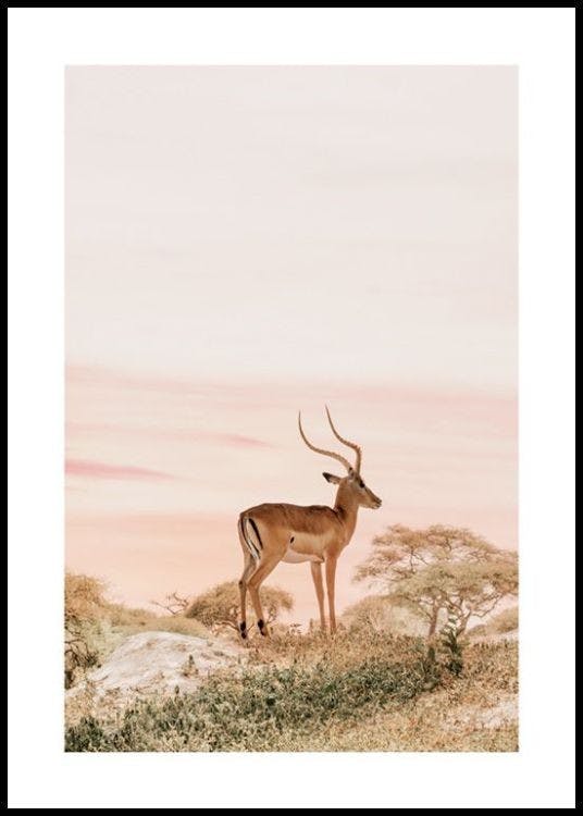Tagträumender Impala Poster 0