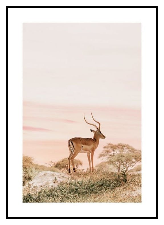 Zamyślona Impala Plakat (50x70 cm) - Poster Store
