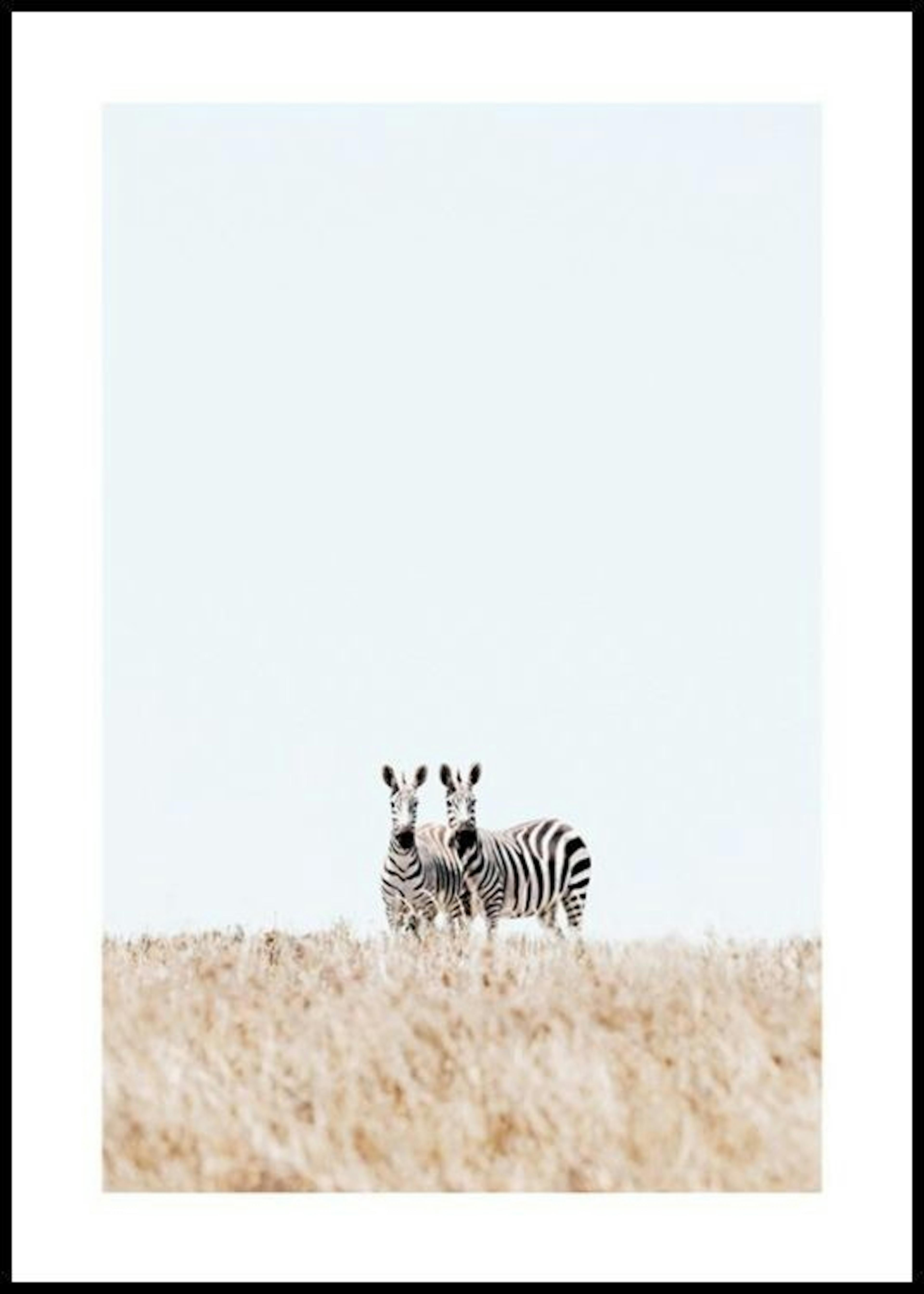 Zebra Couple Poster thumbnail