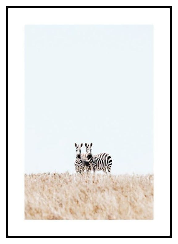 Para zebr Plakat (50x70 cm) - Poster Store