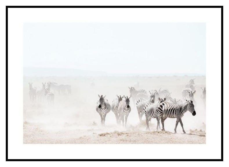 Dusty Zebra Herd Poster (30x40 cm) - Poster Store