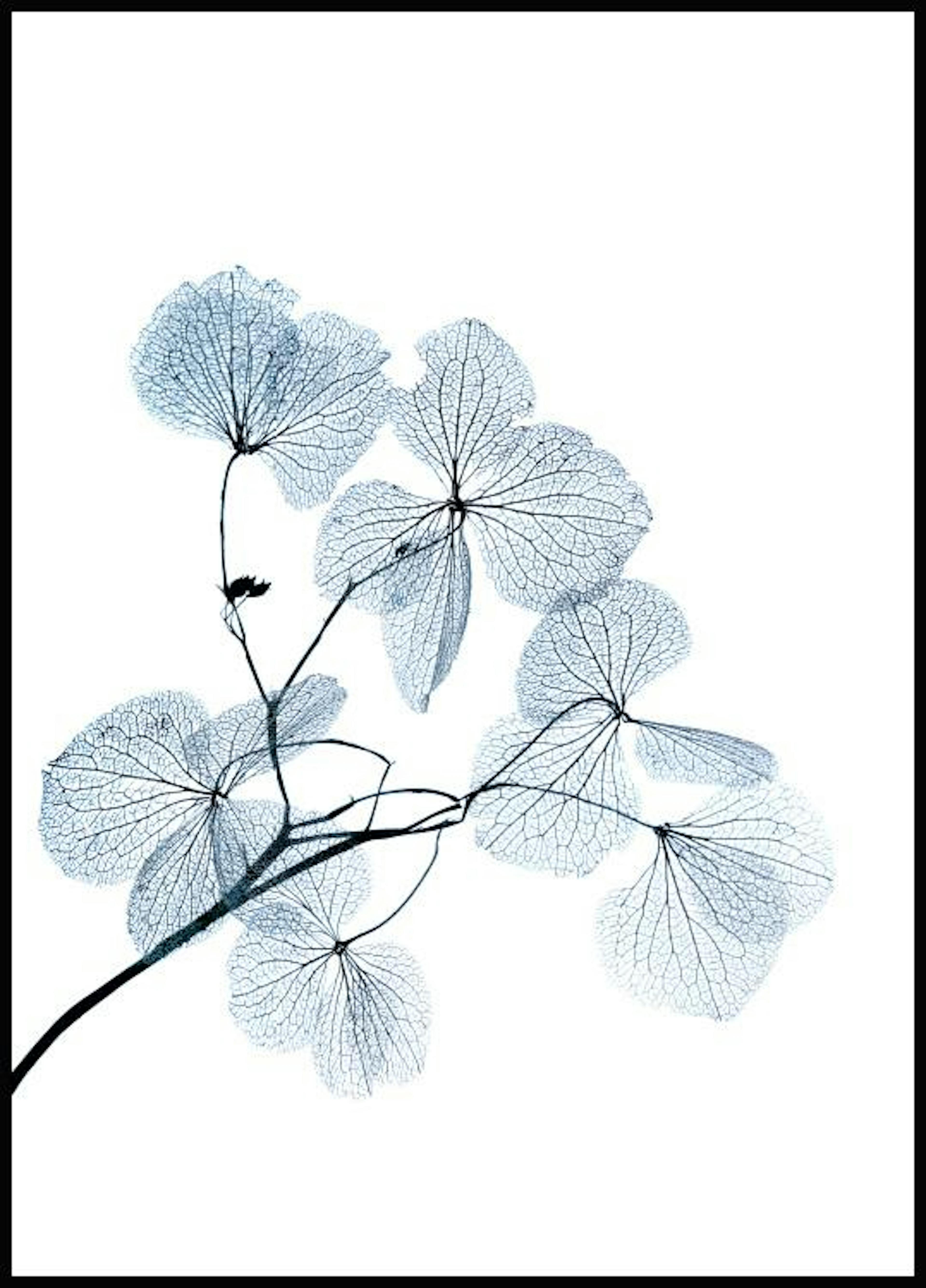 Poster petale albastre 0