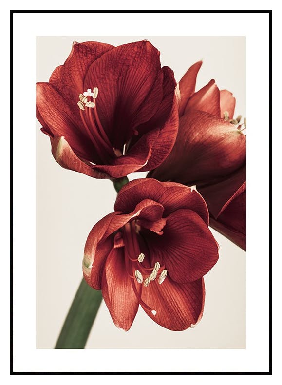 Prints Amaryllis in Red Poster (21x30 cm) - Poster Store