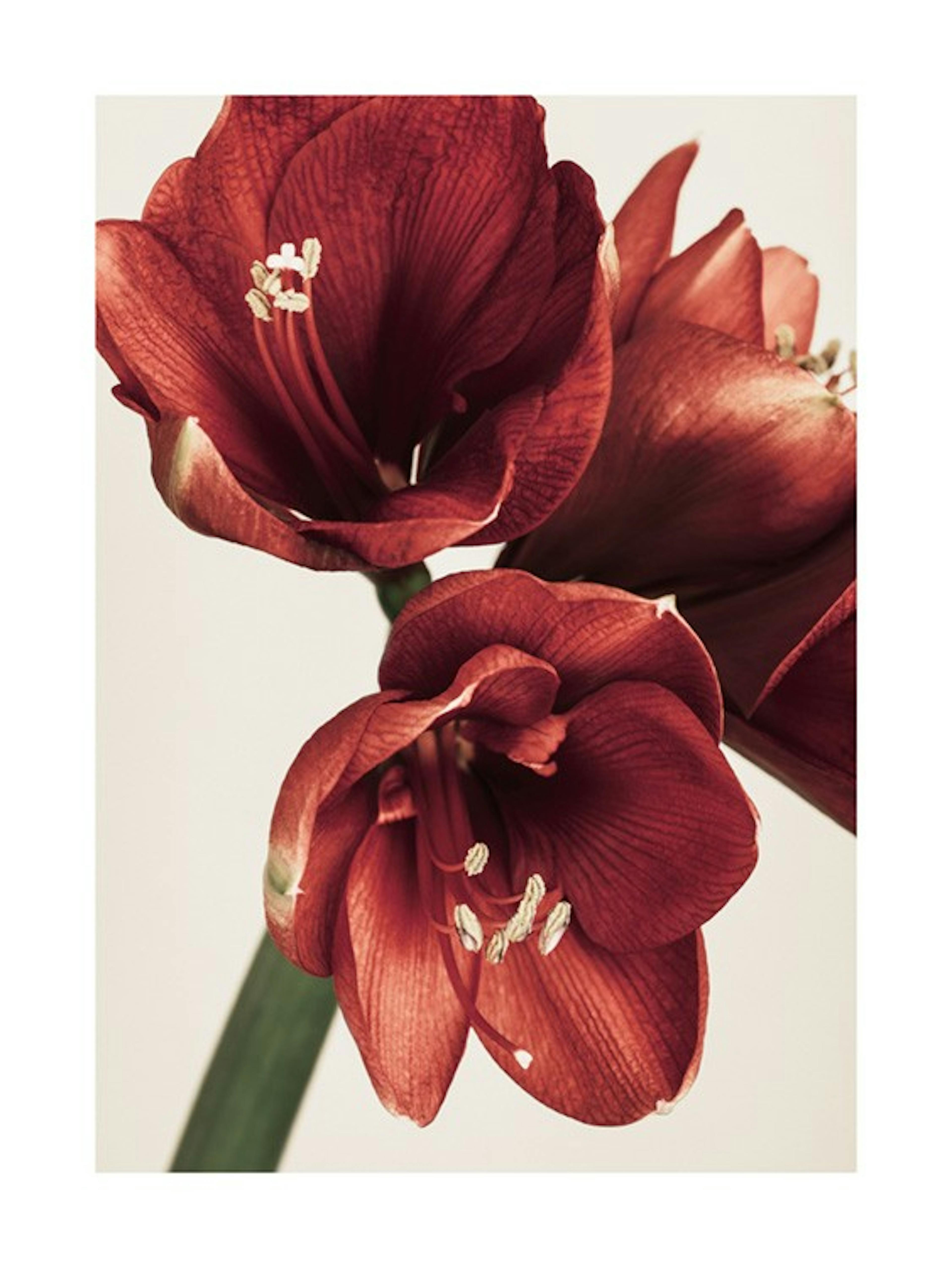 Amaryllis in Red Poster 0