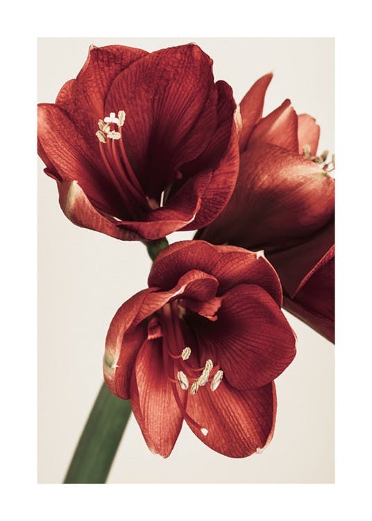 Amaryllis in Rood Poster 0