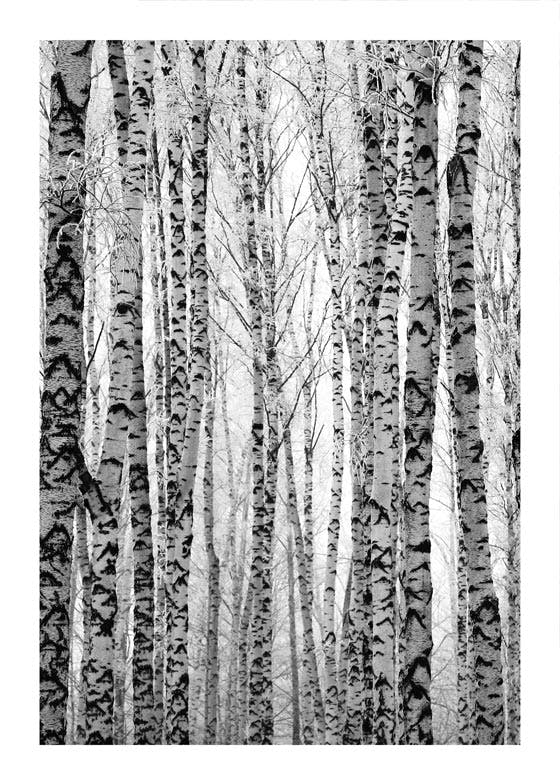 Listnaté břízy v lese Plakát 0