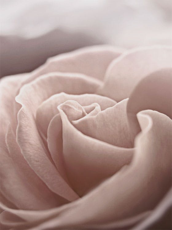 Pastel Rose Poster 0