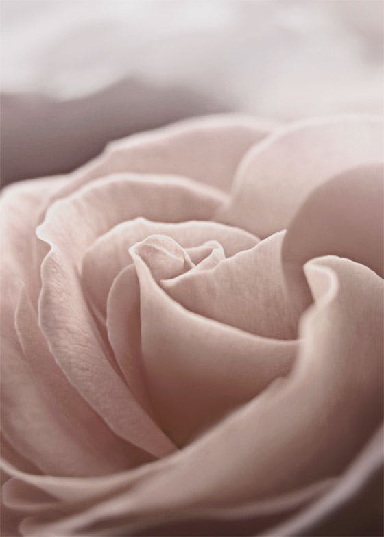 Pastel Rose Poster 0