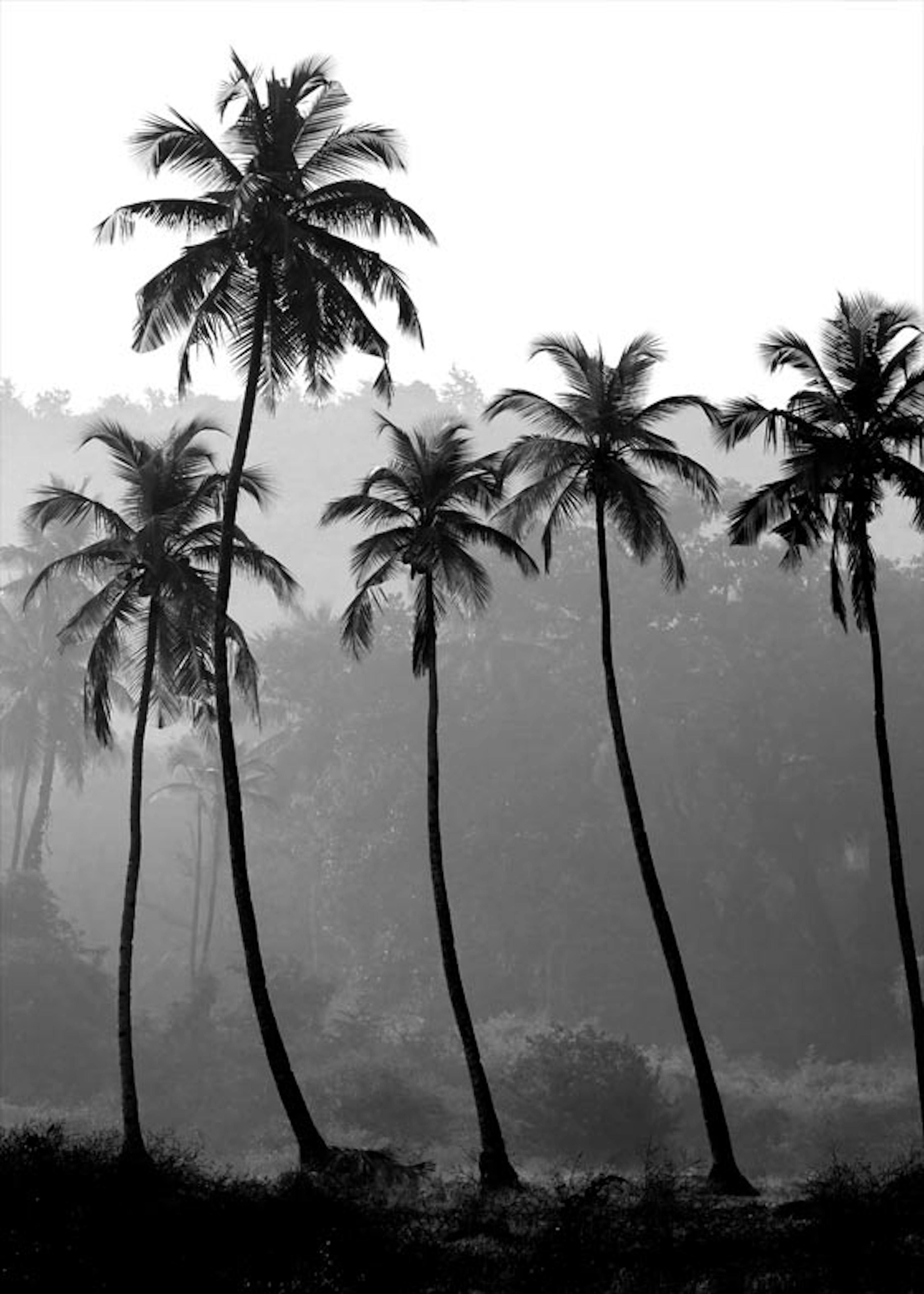 Palm Trees (50x70) 0