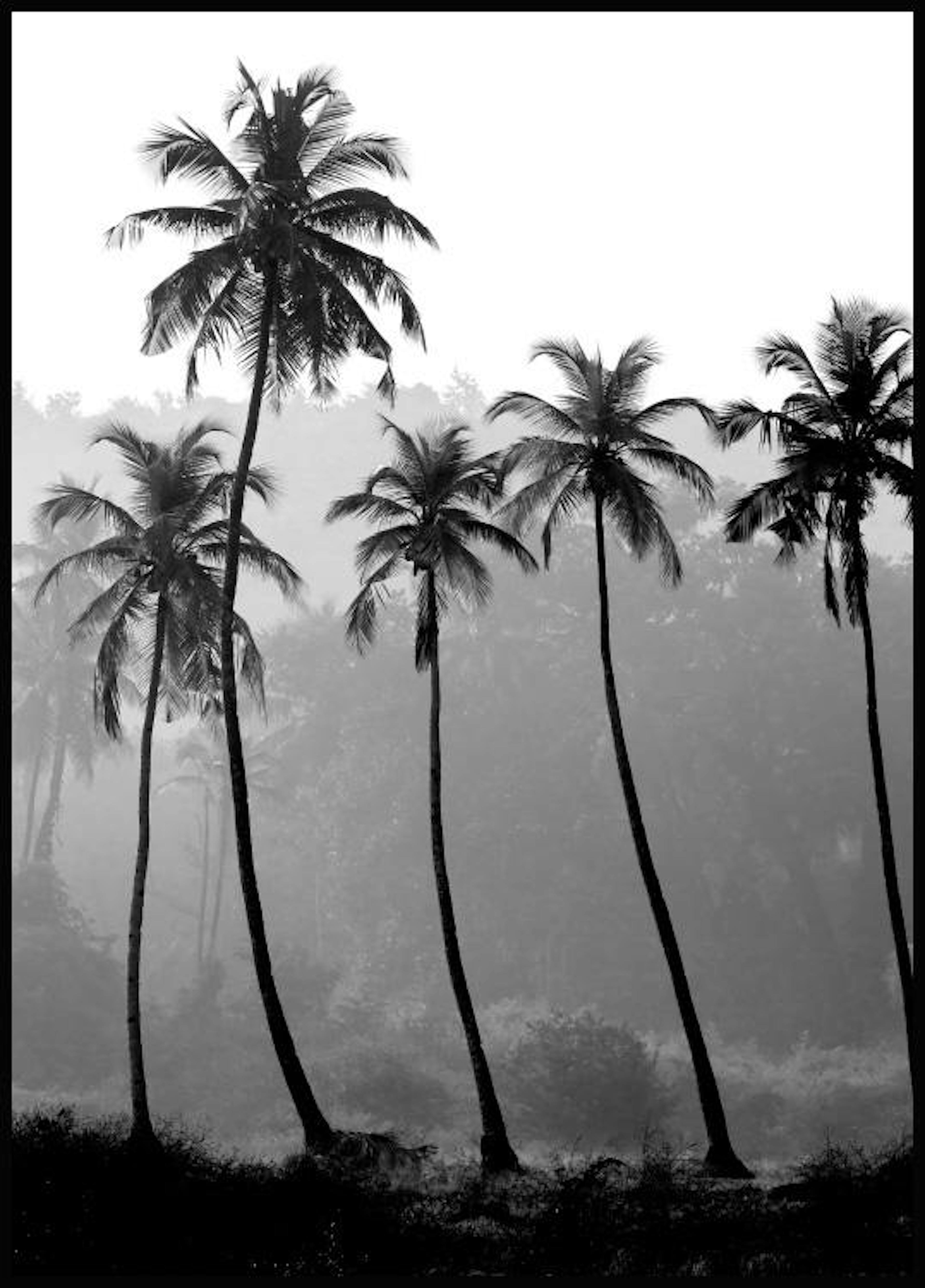 Palm Trees, (50x70) 0
