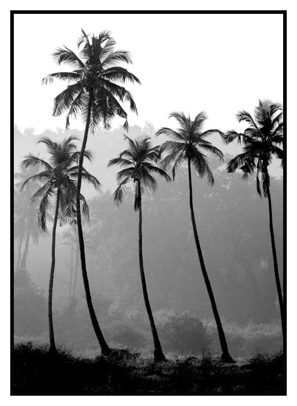 Palm Trees (50x70) (70x100 cm) - Poster Store