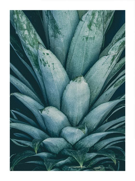 Koruna ananasu Plakát 0