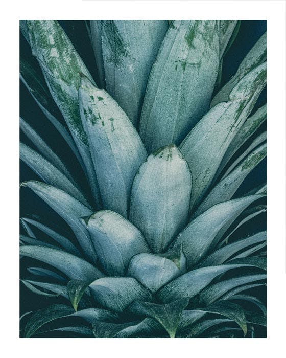 Koruna ananasu Plakát 0