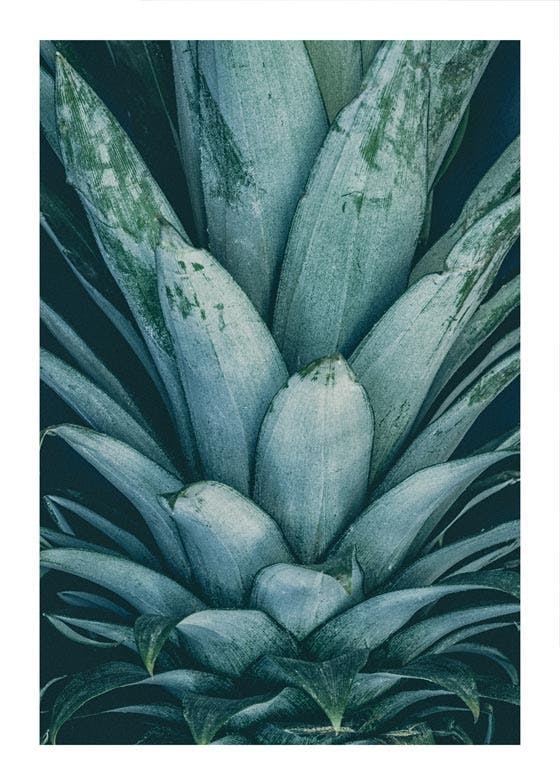 Plakat Korona Ananasa 0