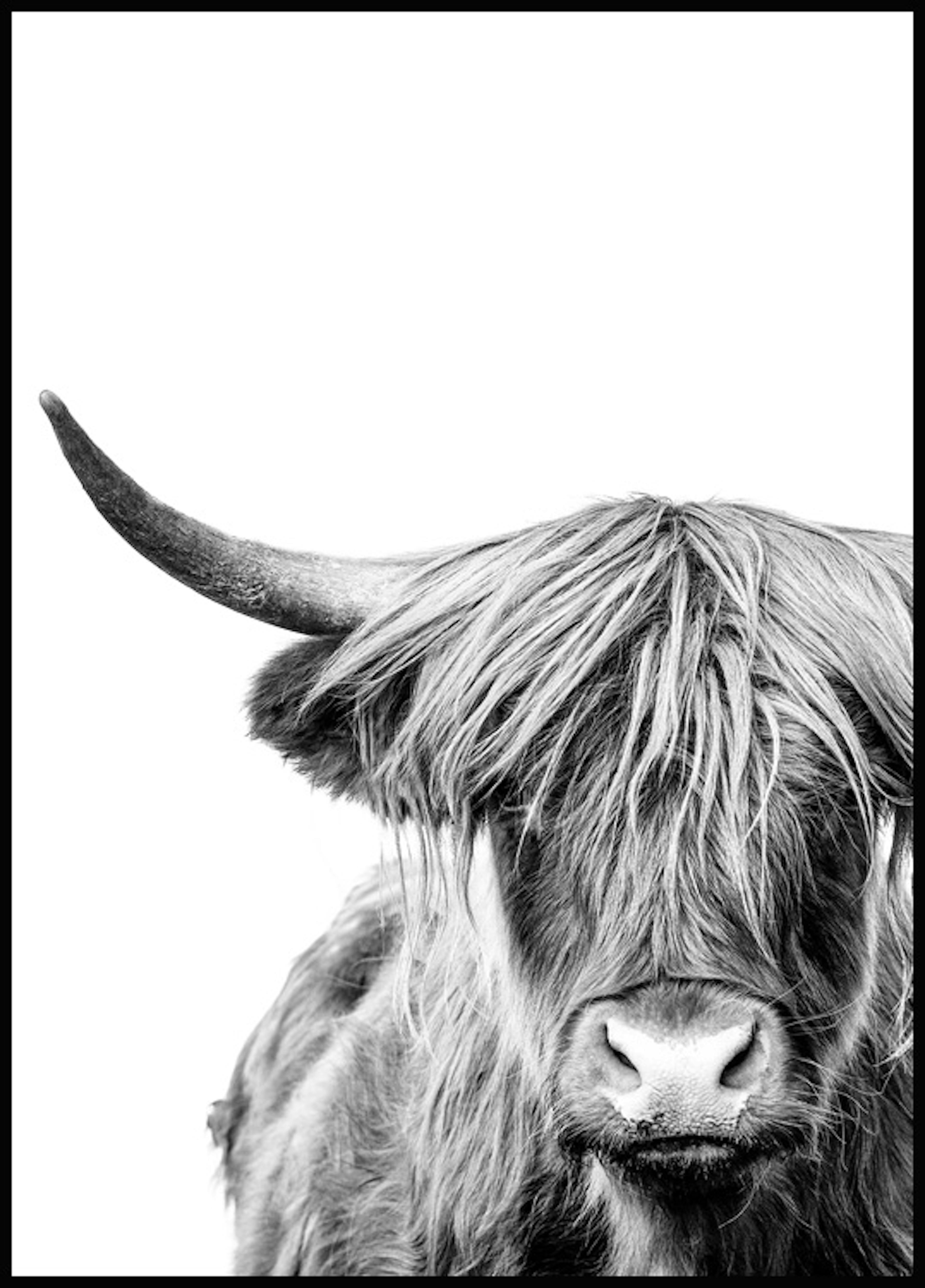 Highland Cow Close Up Juliste 0