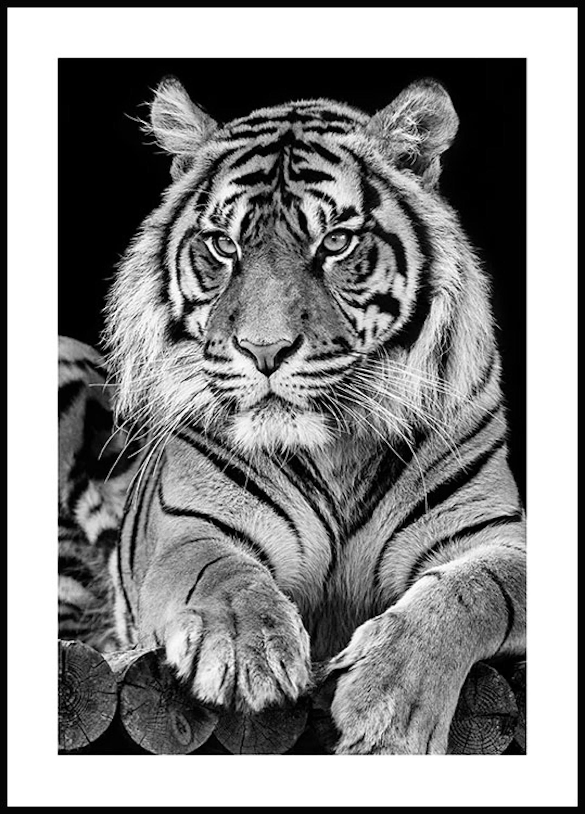 Siberian Tiger Poster - Animal prints