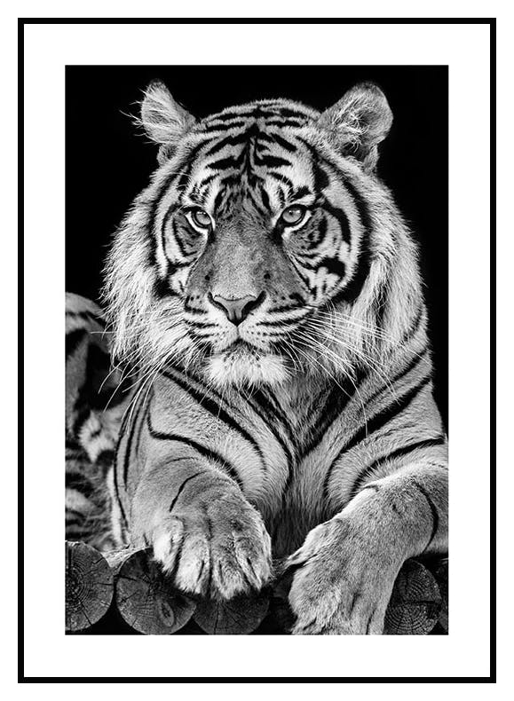 Tiger Portrait Plakat (50x70 cm) - Poster Store