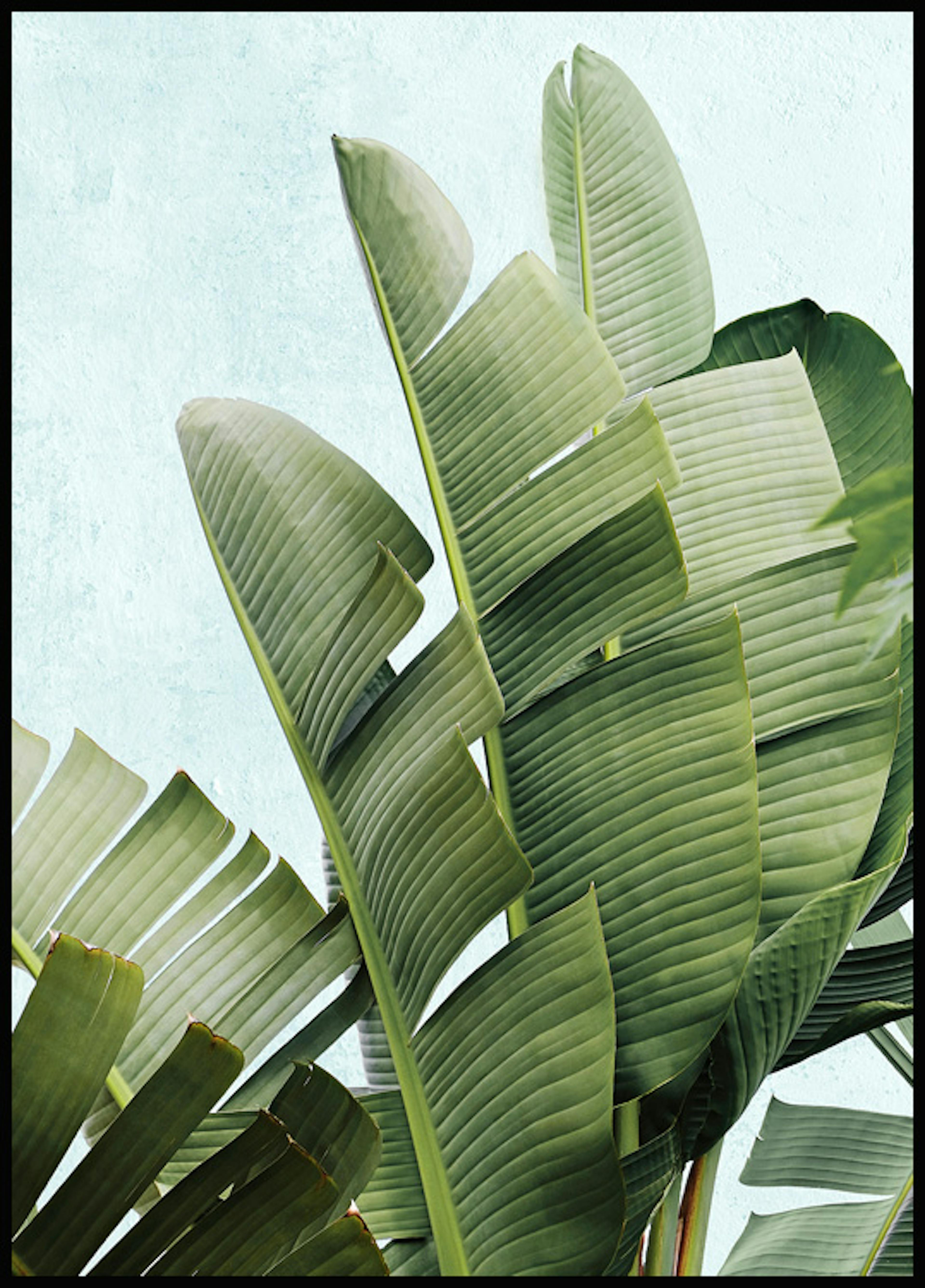Banana Palm Leaves Poster thumbnail