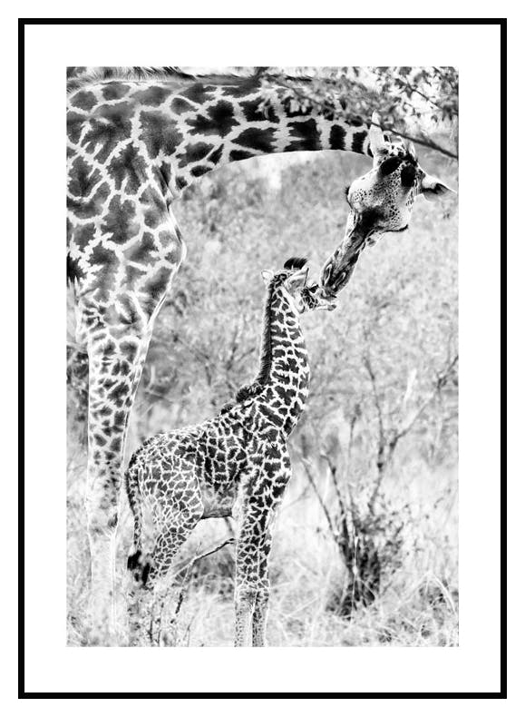 Giraffenkuss Poster (50x70 cm) - Poster Store