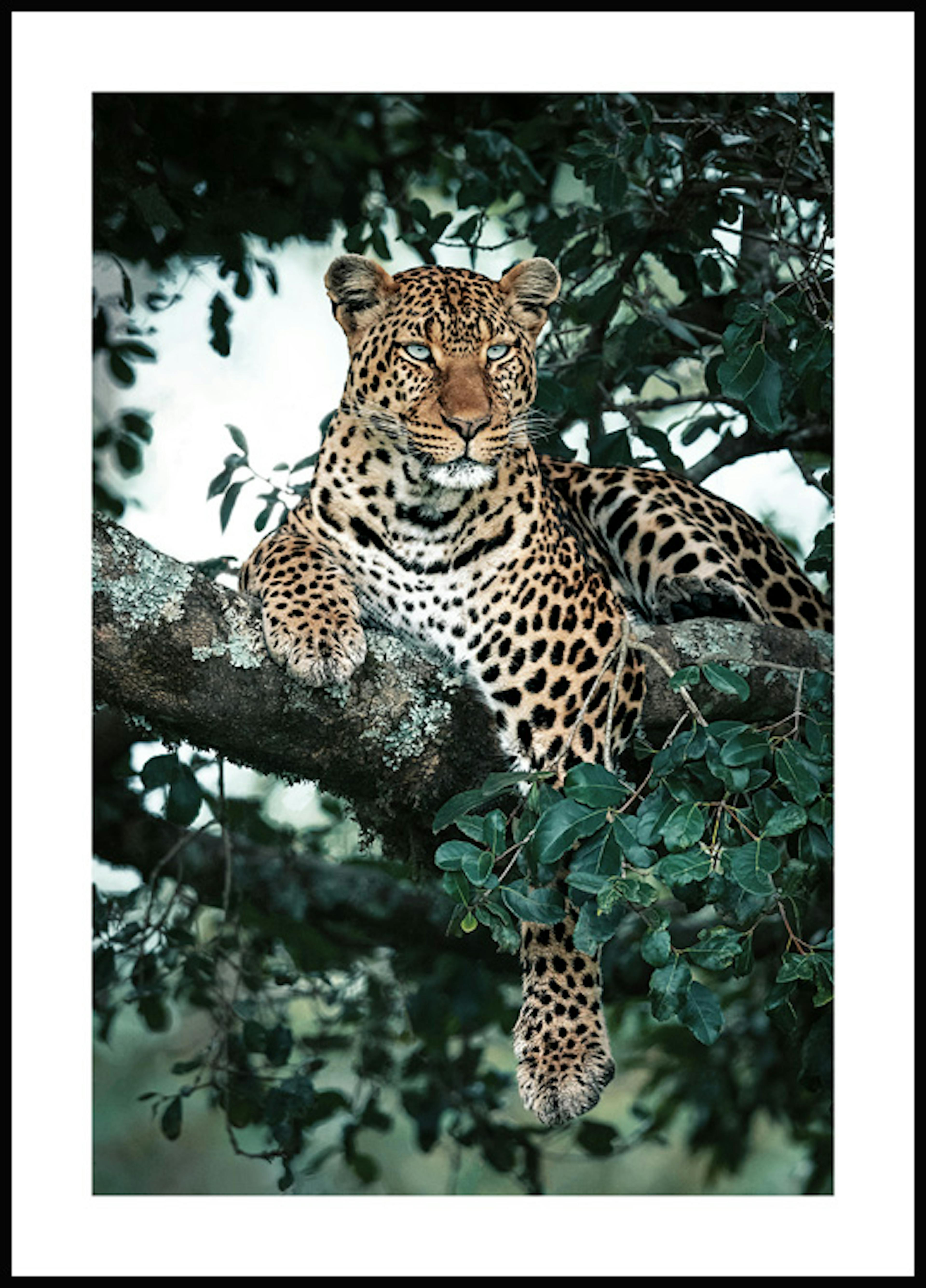 Majestätischer Leopard Poster 0