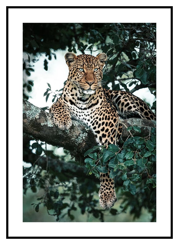 Majesteettinen Leopradi Juliste (30x40 cm) - Poster Store