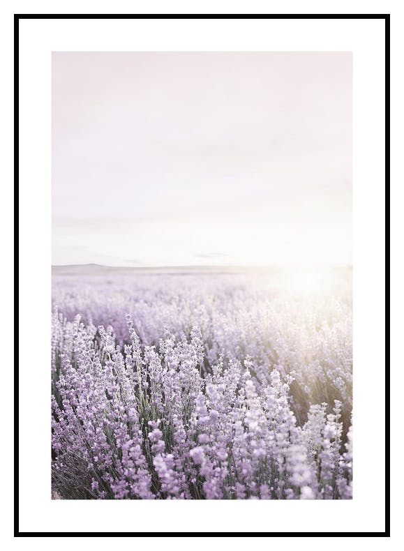 Plakat Fioletowy Wschód Słońca (50x70 cm) - Poster Store
