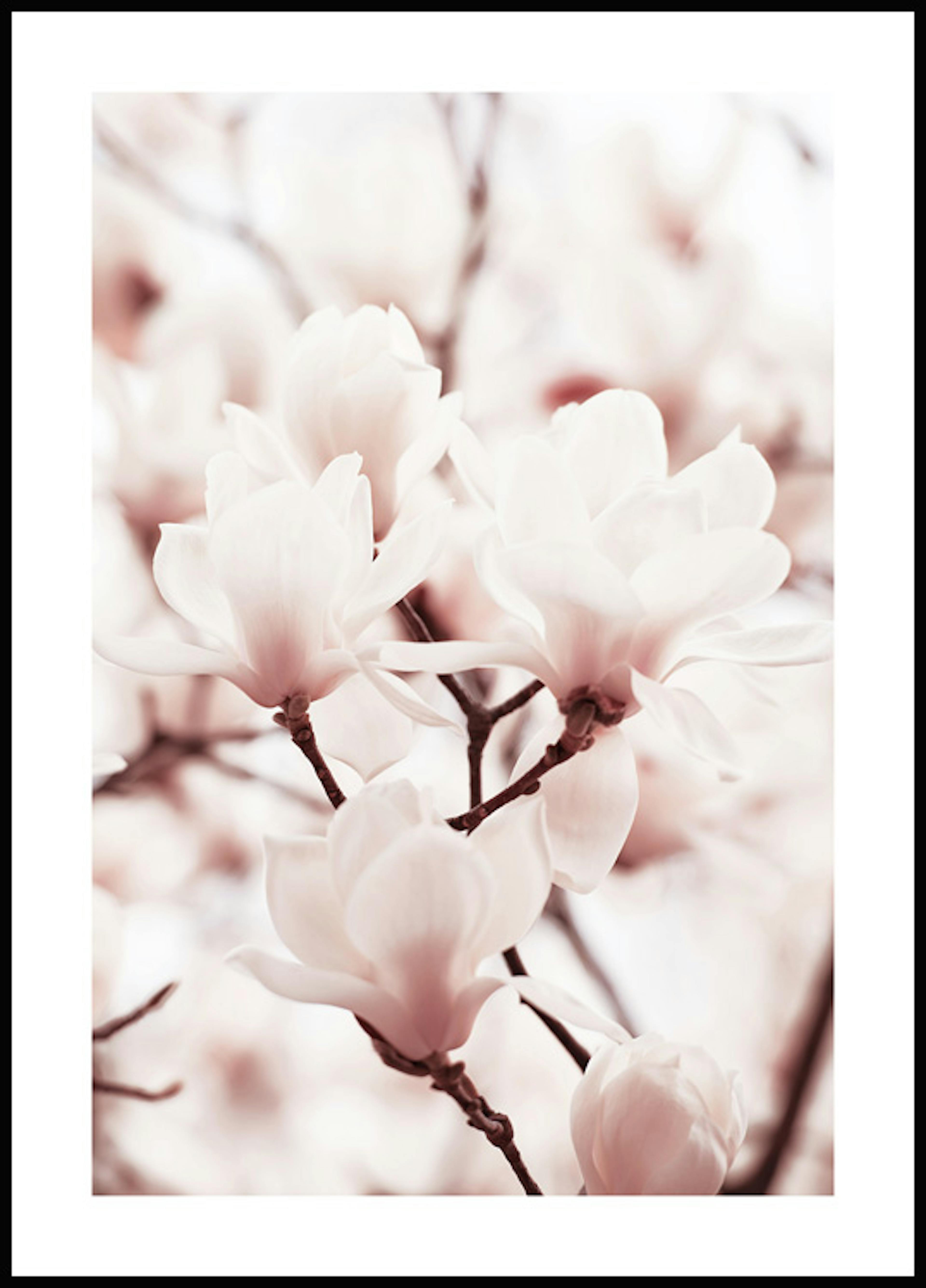 Světle růžová magnolie Plakát 0