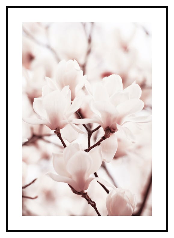 Rosa Magnolior Poster (21x30 cm) - Poster Store