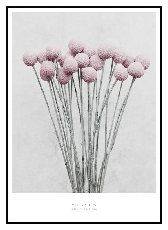 Vee Speers Botanica Craspedia Poster (30x40 cm) - Poster Store
