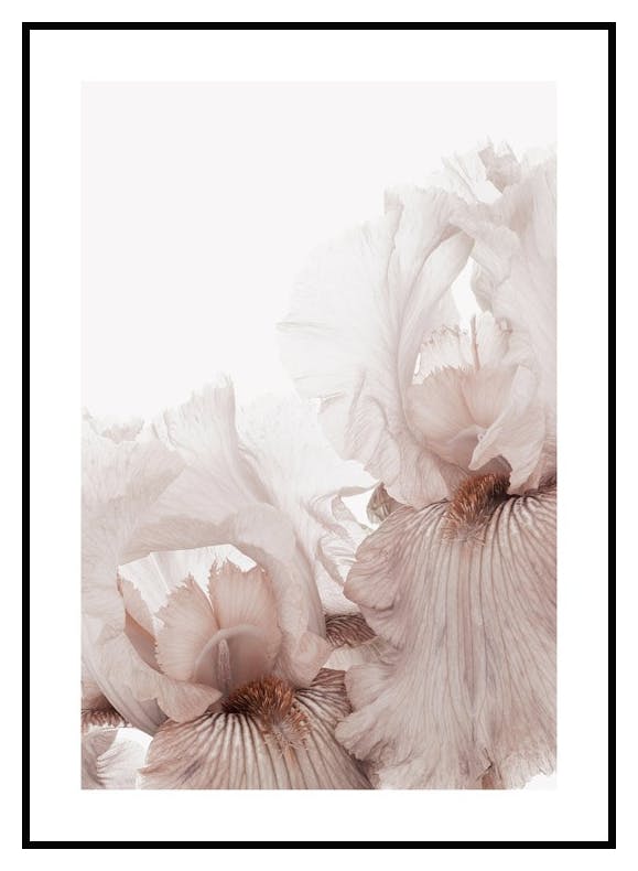 Prints Pink Iris Flower Poster (30x40 cm) - Poster Store