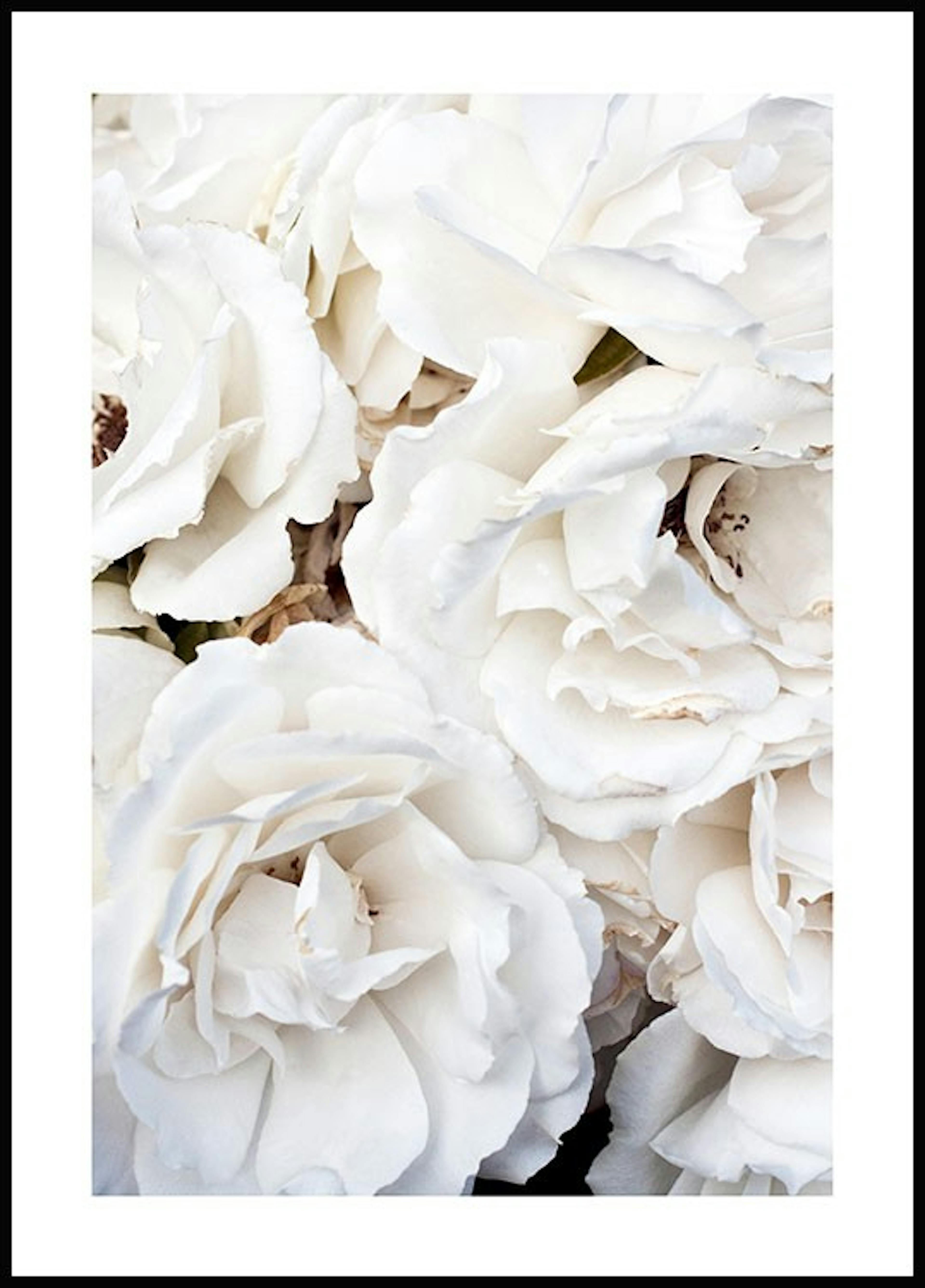 White Flowers Poster thumbnail