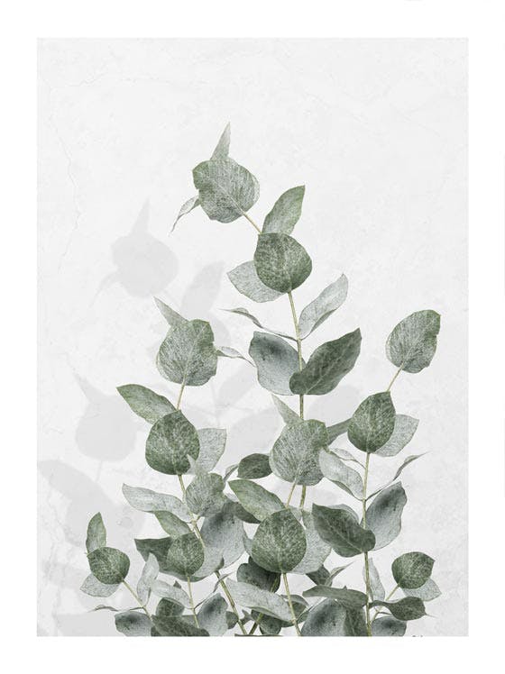 Zelený eukalyptus Plakát 0