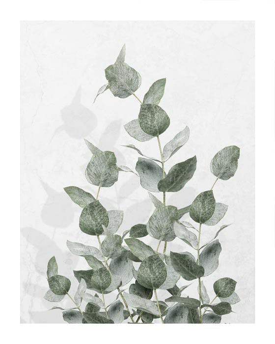 Zelený eukalyptus Plakát 0