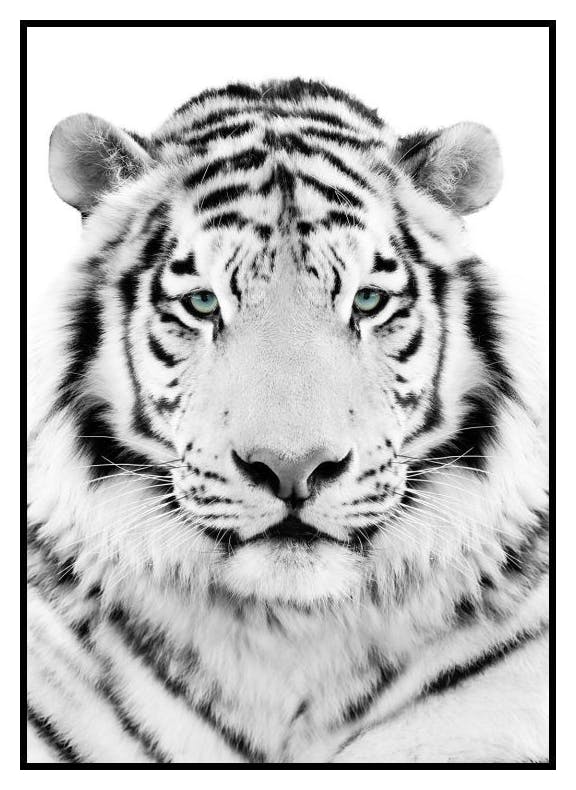 Weißer Tiger Poster (50x70 cm) - Poster Store