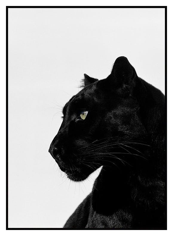 Schwarzer Panther Poster (21x30 cm) - Poster Store