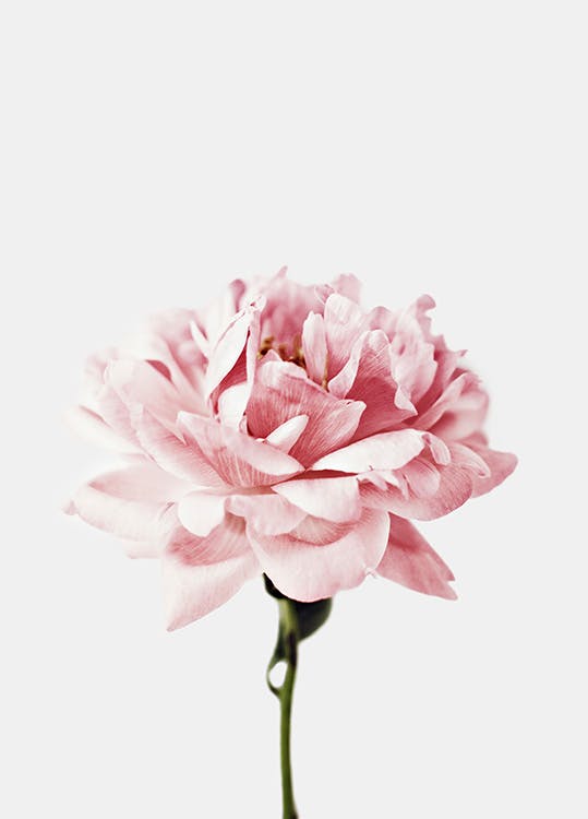 Růžová květina Plakát 0