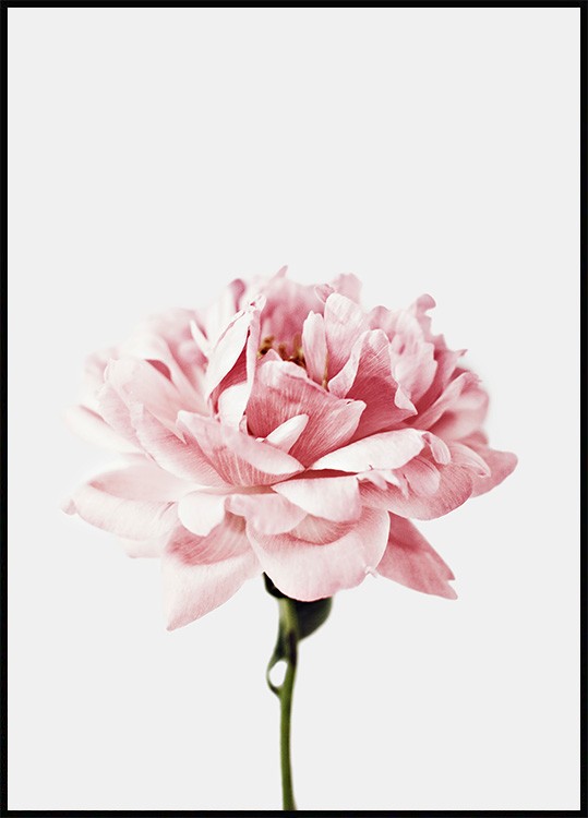 一輪のピンクの花 ポスター