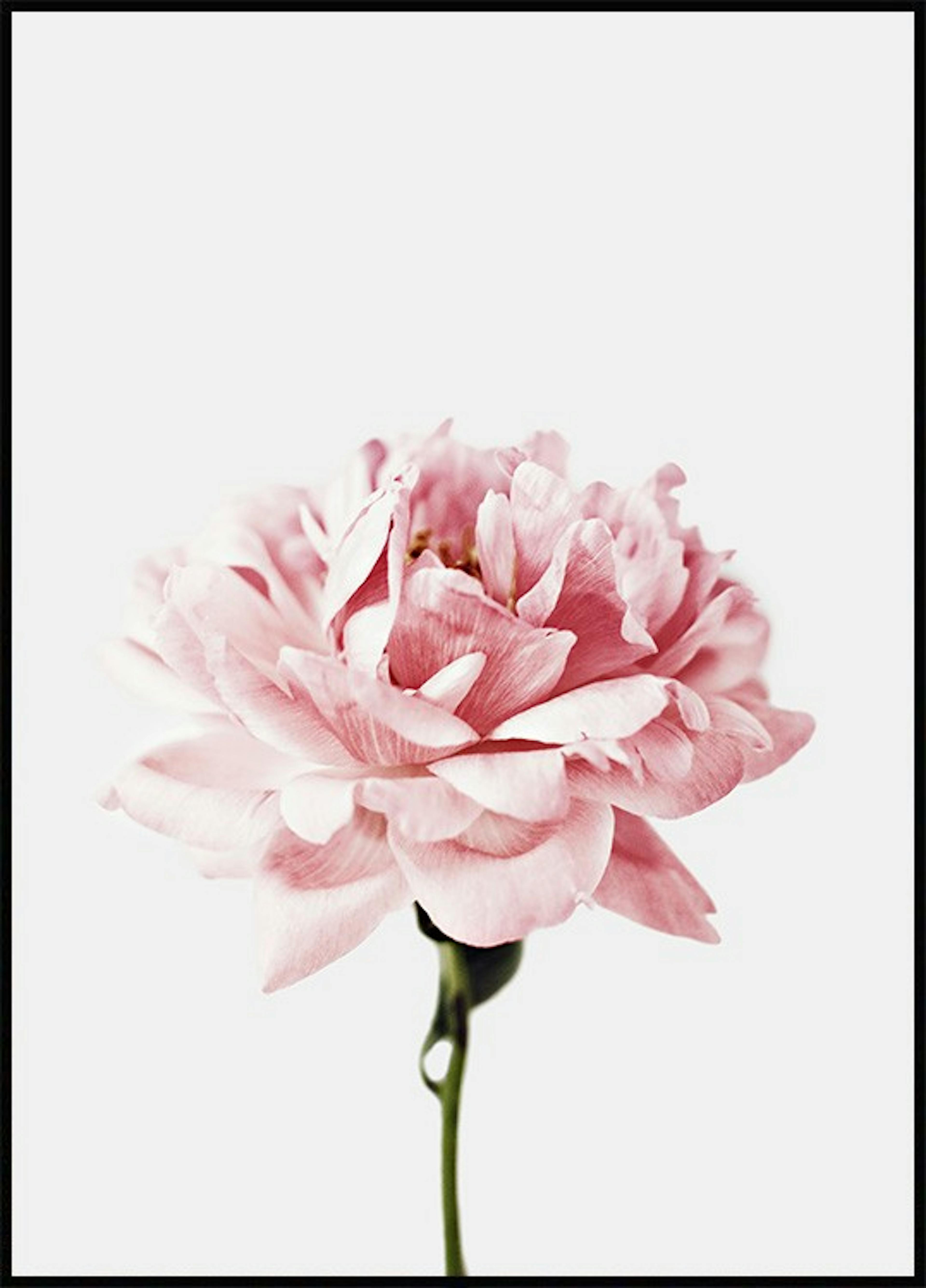 一輪のピンクの花 ポスター 0