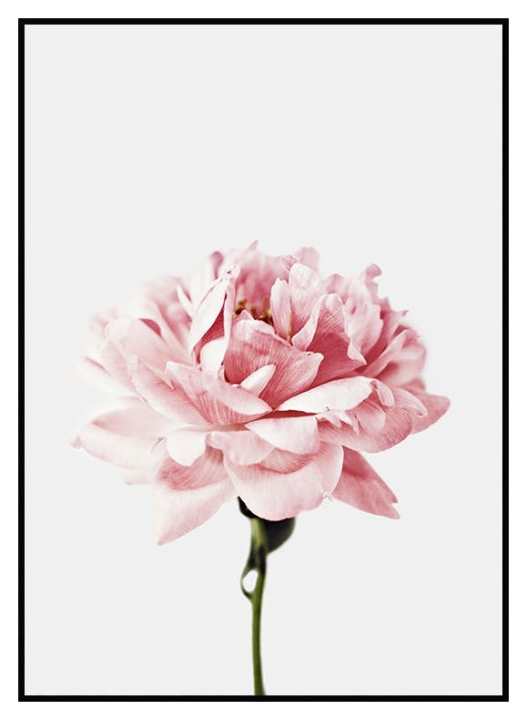Pink Flower Plakat (30x40 cm) - Poster Store
