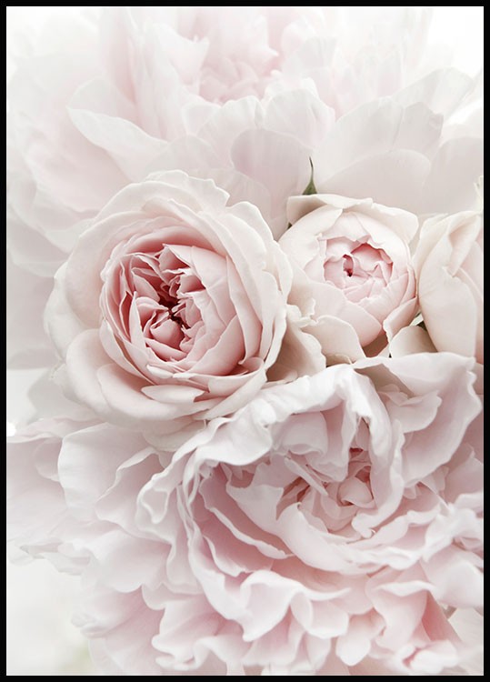 Pink Flower Poster, Roses Photography, Pink Roses Print, Pink