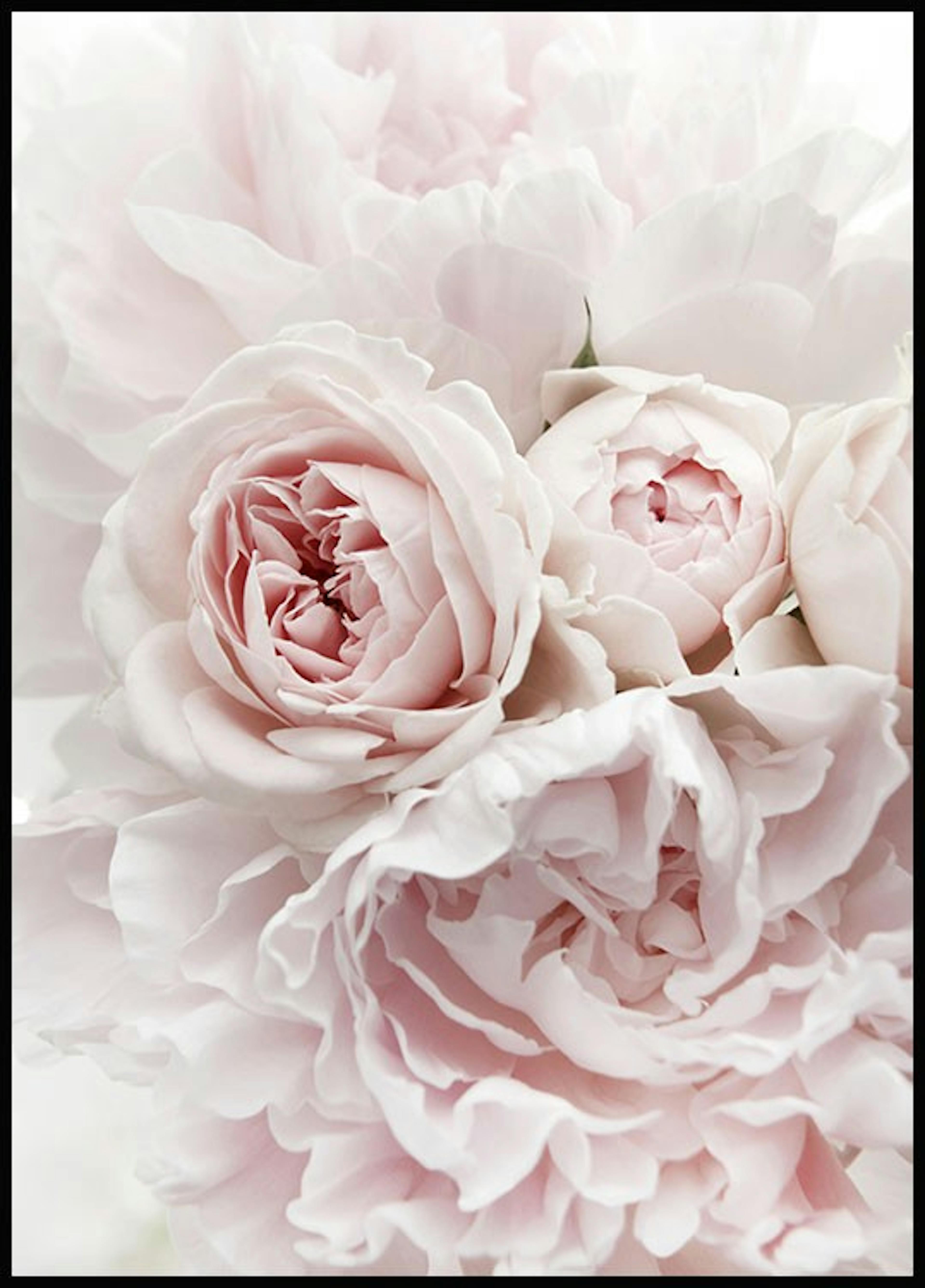 لوحة لصورة الزهور الوردية 0