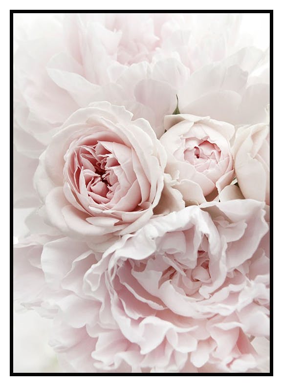 Prints Pink Flowers Poster (50x70 cm) - Poster Store