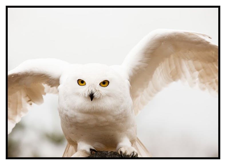 Hedwig Poster (50x70 cm) - Poster Store