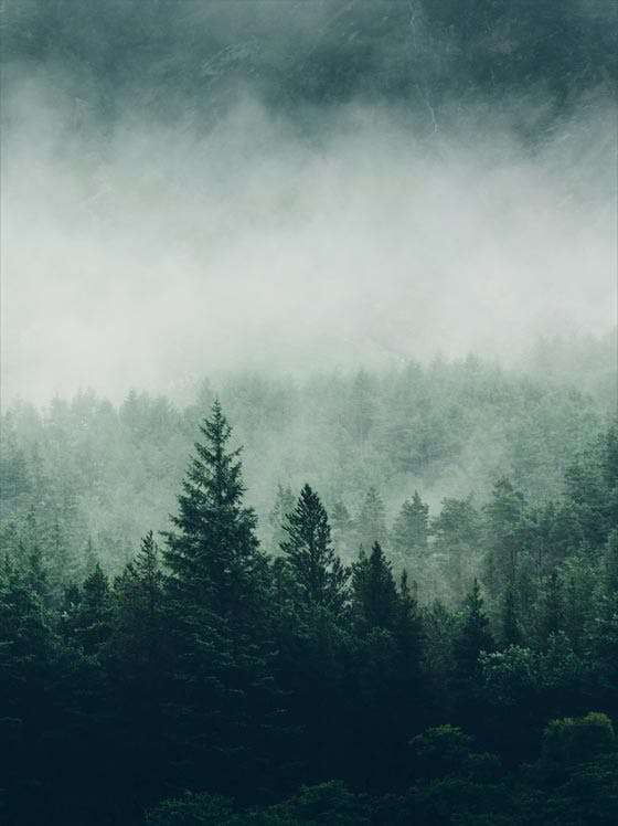 Poster ceață peste pădure 0